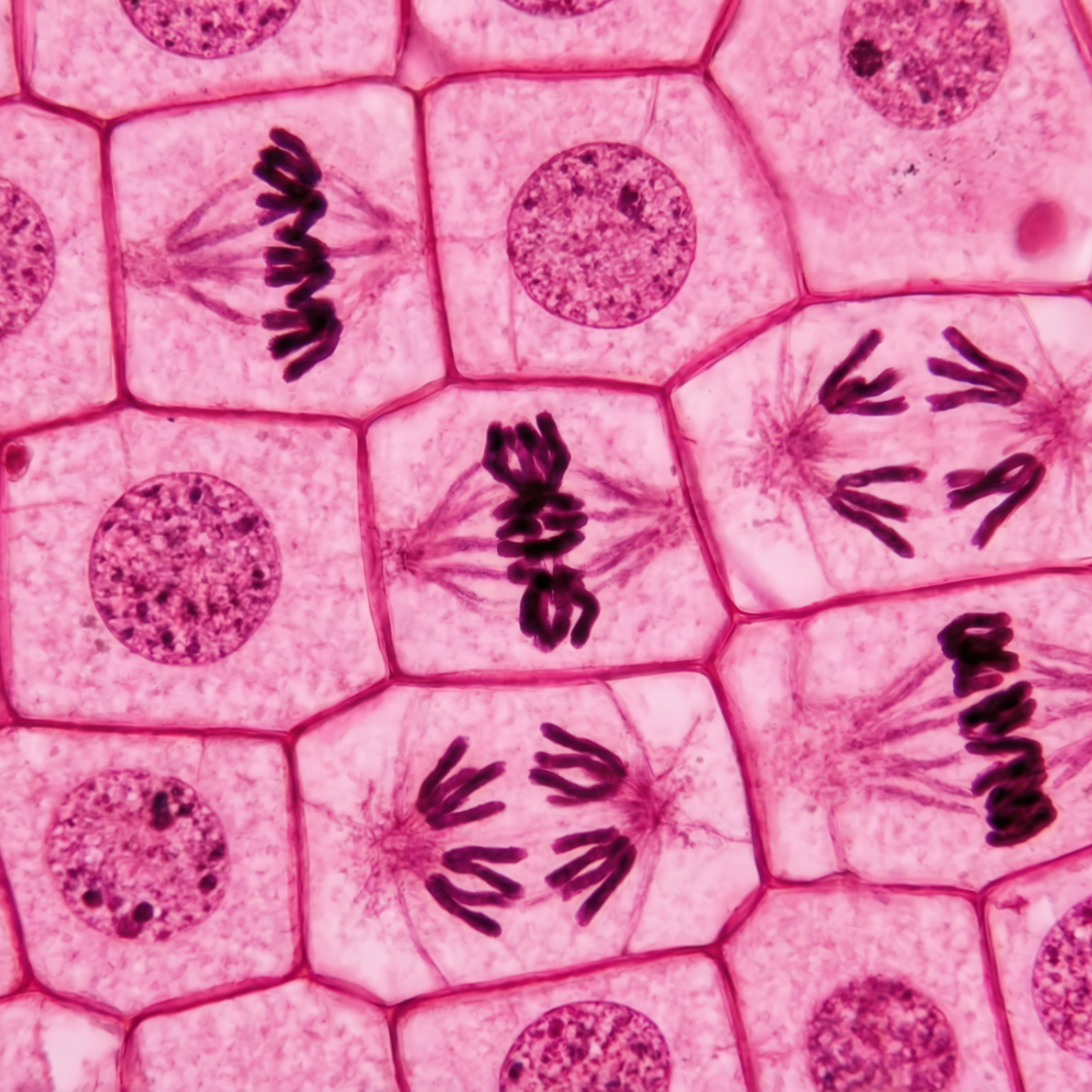 firkantede billeder (4)